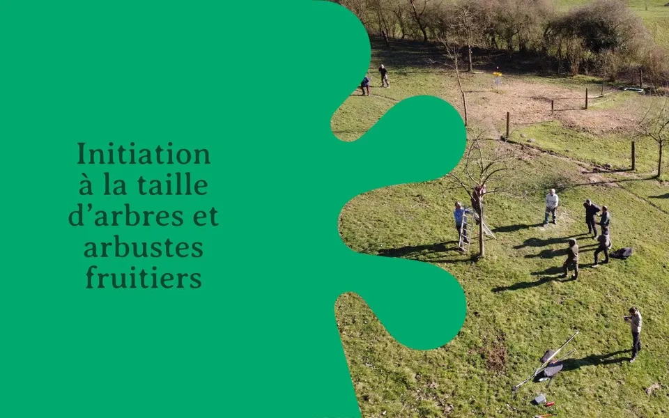 Initiation à la taille d’arbres et arbustes fruitiers