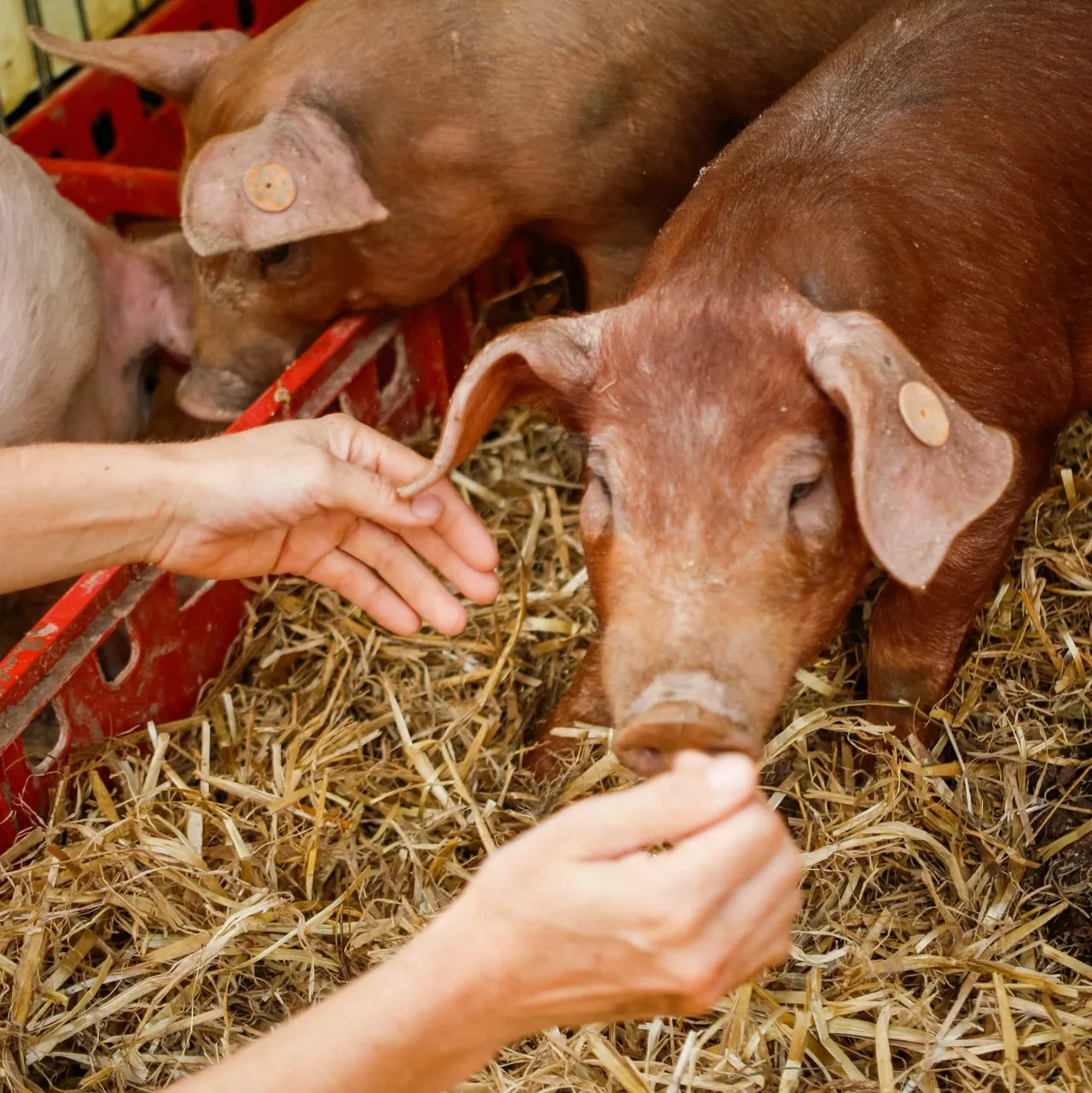 Visite de la micro-ferme