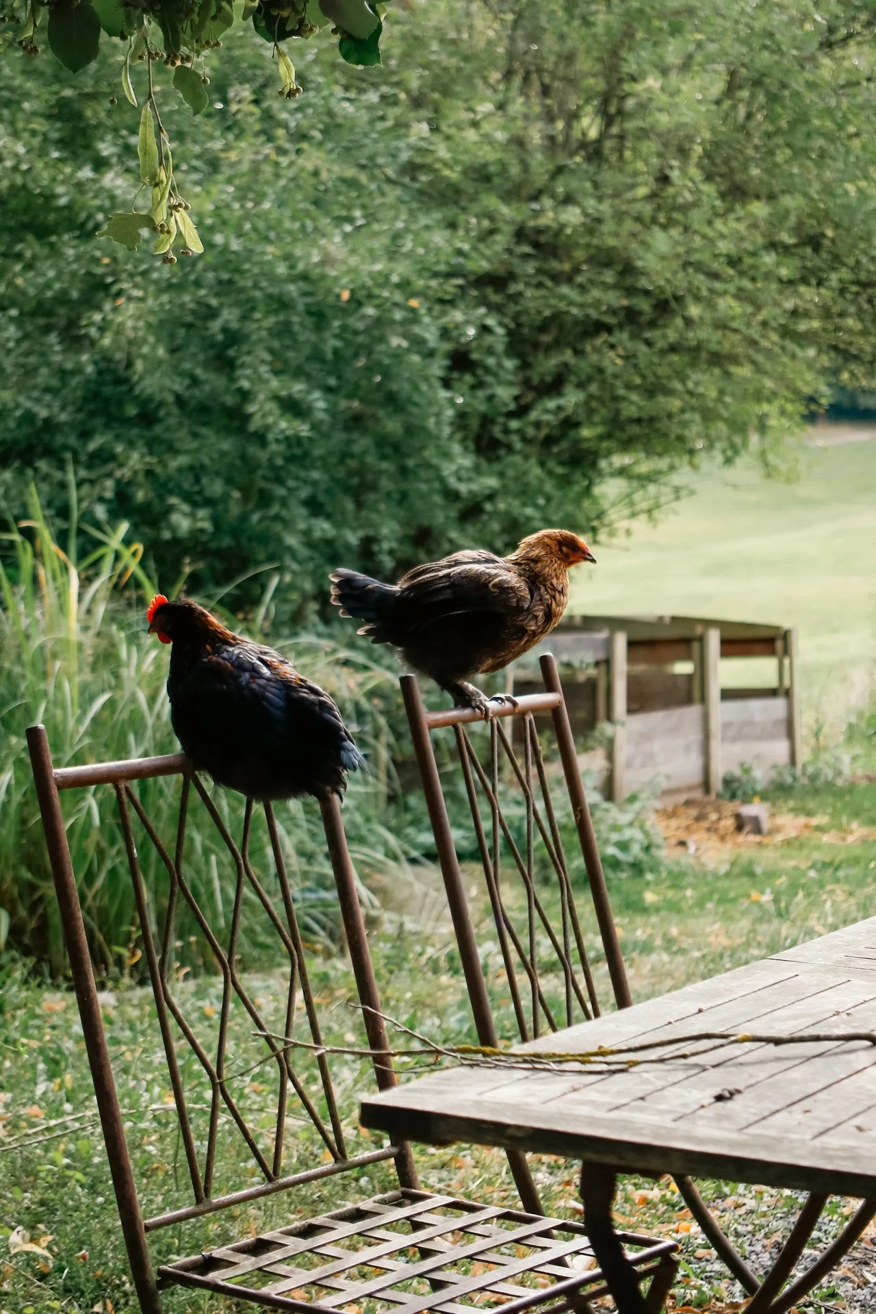 Visite de la micro-ferme pour les futurs éleveurs