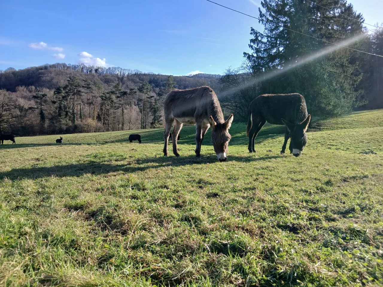 Deux ânes broutent dans la prairie, au pied des bois