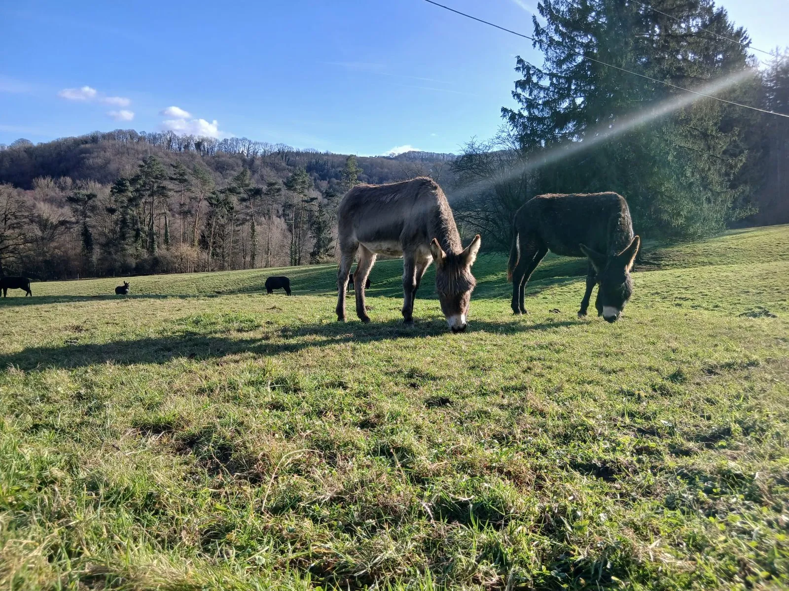 Deux ânes broutent dans la prairie, au pied des bois