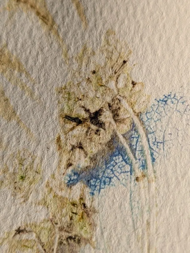 Empreintes de plantes sur papier, dans des tons bruns et bleus