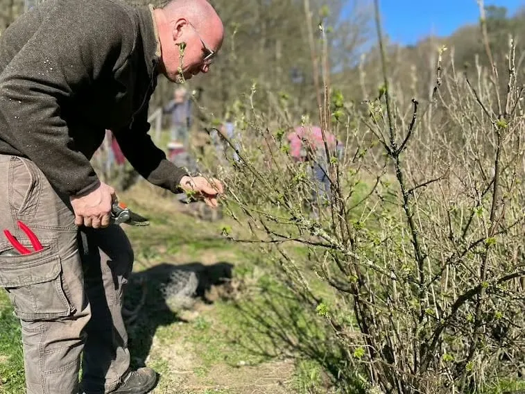 Un homme se penche sur un arbuste pour le tailler