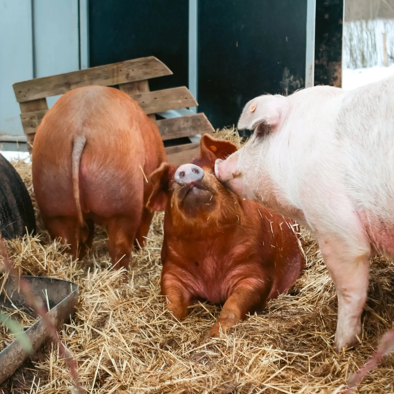 Visite de la micro-ferme pour les futurs éleveurs