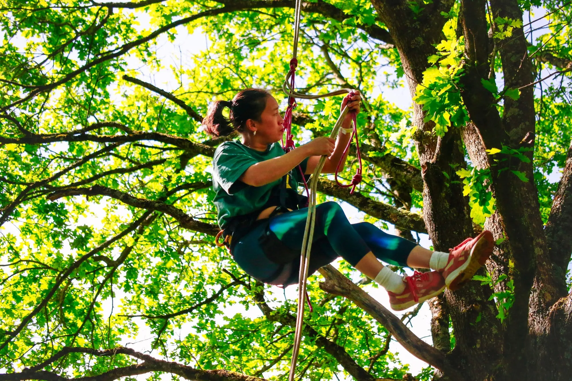 Une grimpeuse encordée assise dans les branches d’un grand arbre