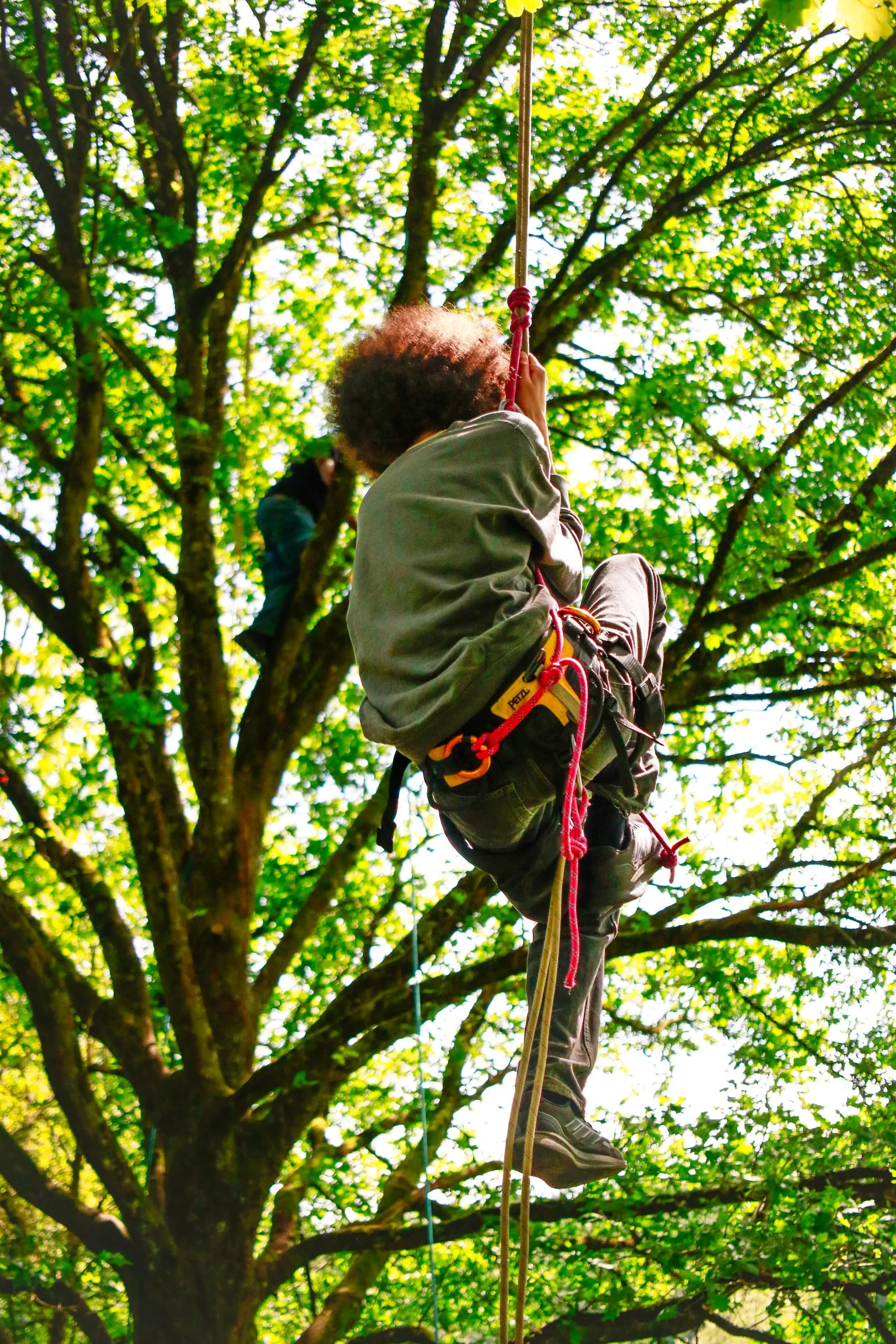 Une personne encordée grimpe dans le feuillage d’un arbre