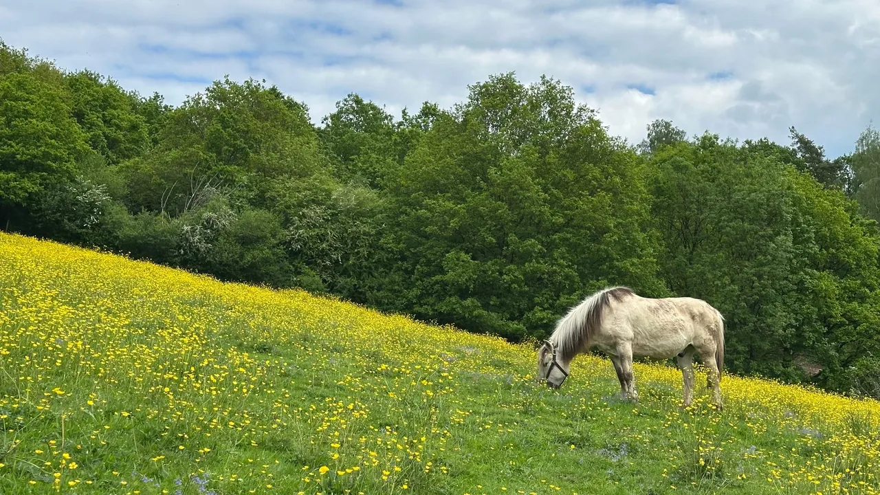 Visite de la micro-ferme