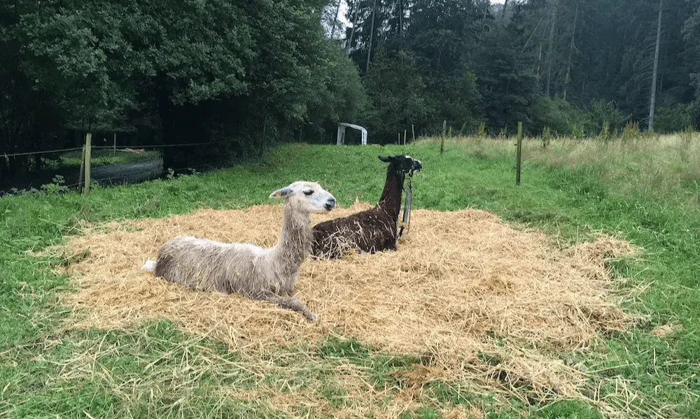 Poncho et Morgane sur un bon lit de paille fraîche