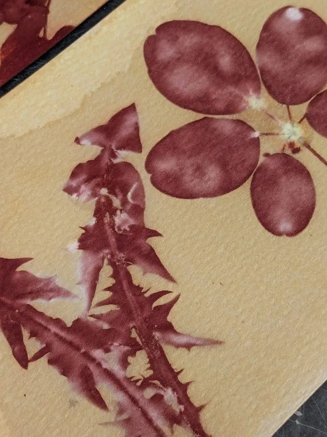 Empreintes rouges de feuilles et de fleurs sur papier