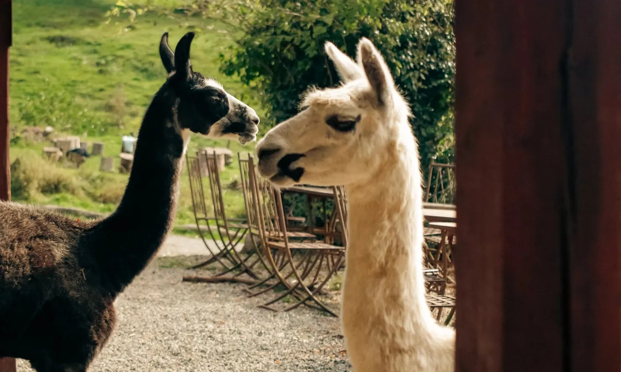 L’alpaga et le lama en liberté