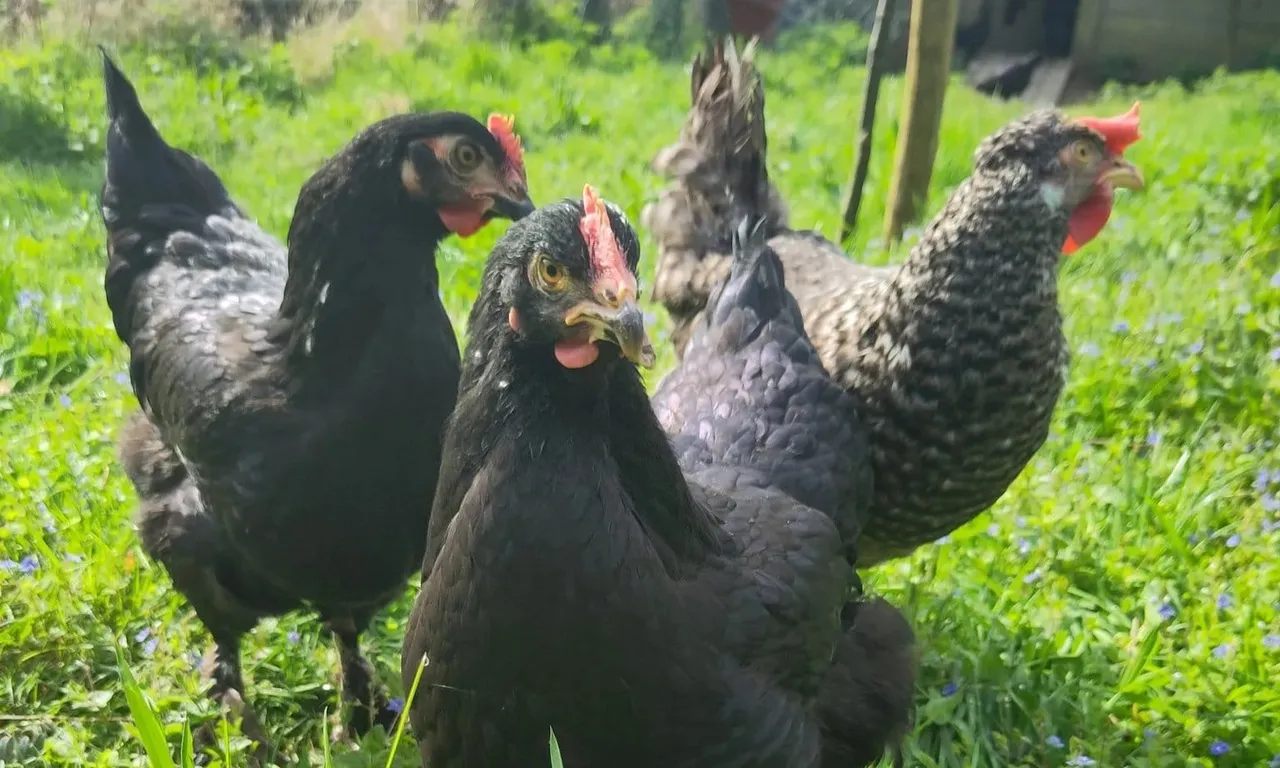 Les poules des 4 Sources