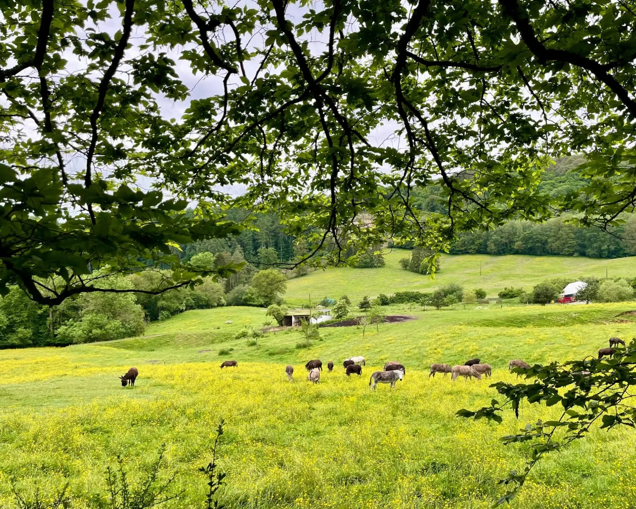 Les p’tits menuisiers dans la clairière