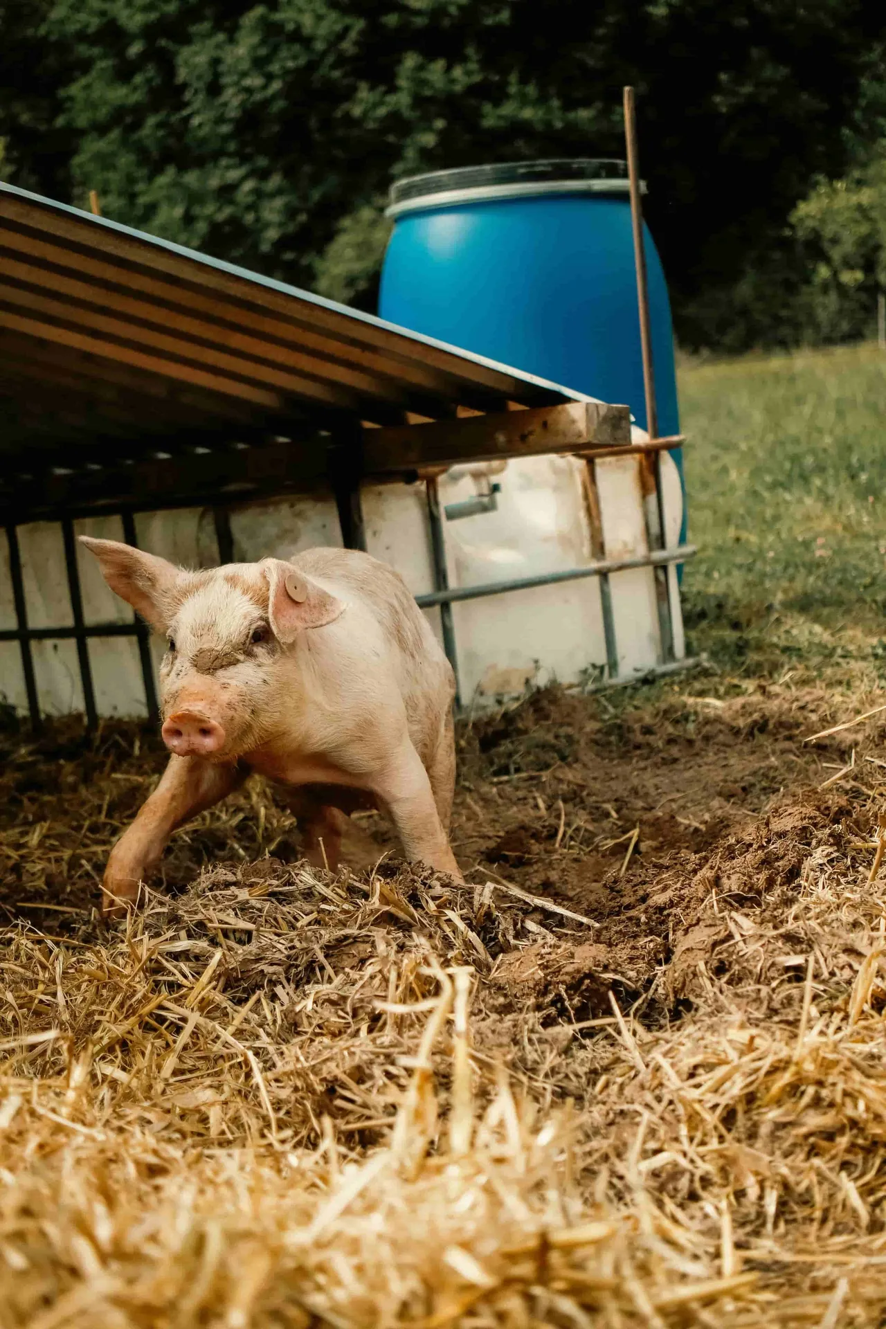 Visite de la micro-ferme pour les futurs éleveurs