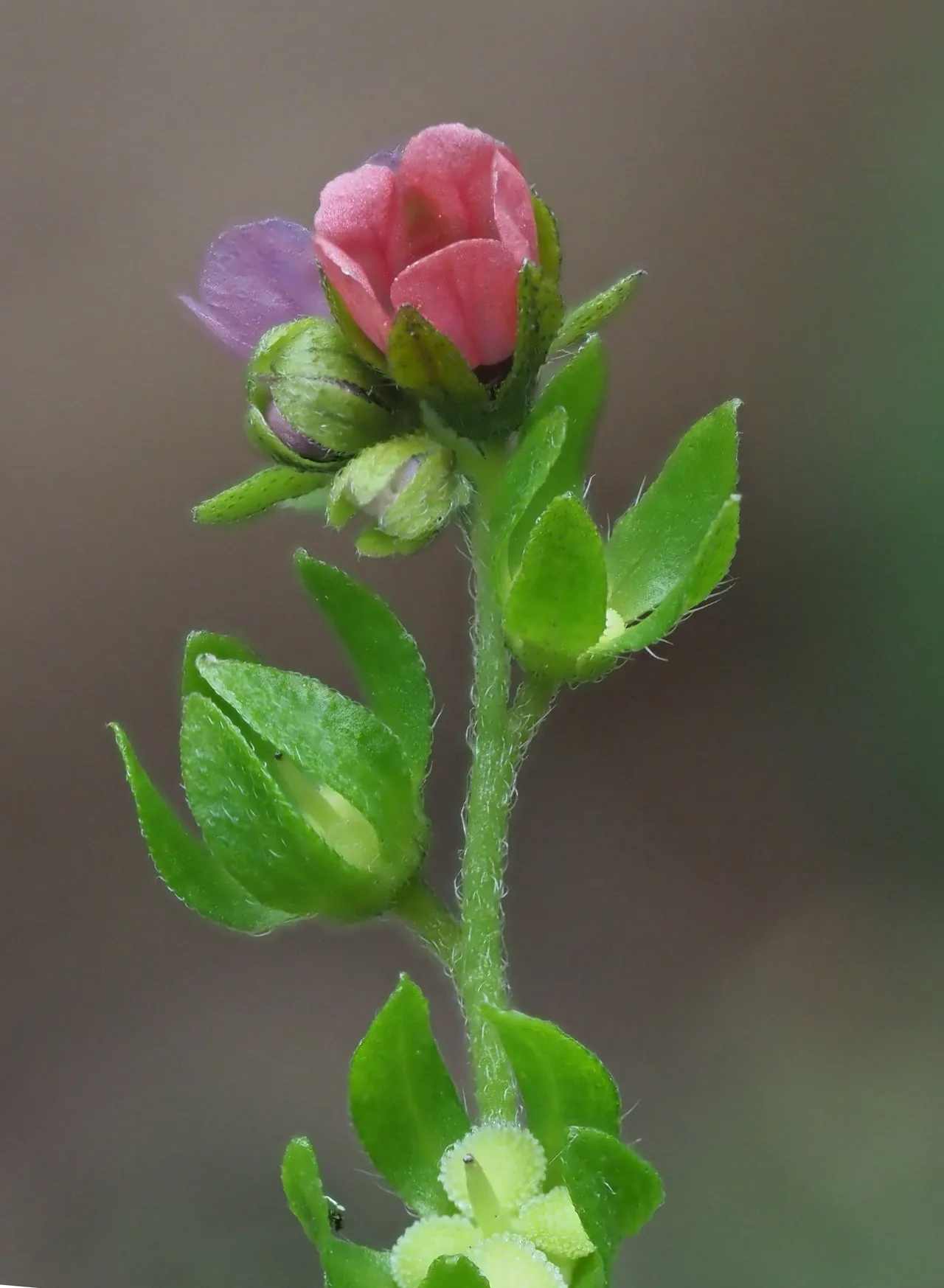 Une cynoglosse d’Allemagne en fleur